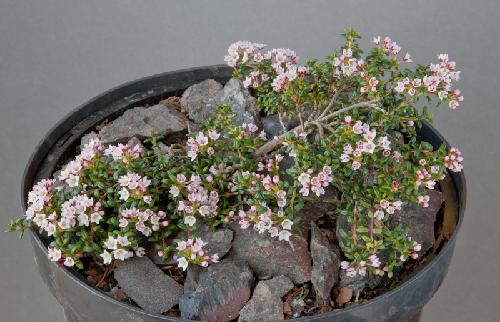 Loiseleuria procumbens